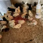 صوص للبيع صوص دجاج بلدي