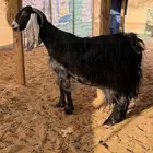 عنز عارضيه طيبه حاصب