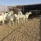 معزا بيشيات صنف منوة القاني