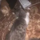قطط ذكر ونثى