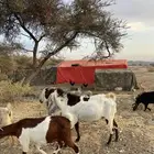 تيس فحل للبيع