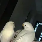 فروخ روز