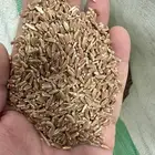 بذر او علف مخلوط قمح وجرجير