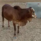 حسلان للبيع الكبار تسعه9شهور والصغير 4شهور