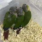 كنيور  كويكر الراهب