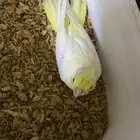 فرخ عيون حمر