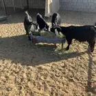 للبيع معزا عوارض دفيع