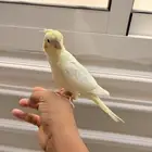 طير كروان لاتينو الليف مفطوم