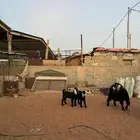 عنز عارضيه معها اثنين