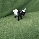 ماعز قزم تشيكي امريكي