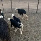للبيع غنم نجد
