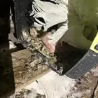 حمام رقاصي
