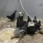 فروخ بلدي صحه عاليه