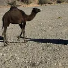 قعود للبيع