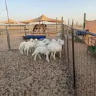 بهم تربييية اعمار 3 شهور عدد 12