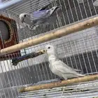 زوج روز سبق لهم الانتاج