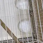 قفص كناري