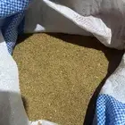 برسيم حجازي