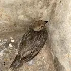 قهد فروخ العدد 7 الي يبي يتواصل معي