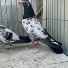 حمام باكستاني. تم البيع