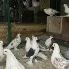 حمام شيرازي
