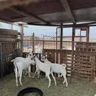 تيوس بيشيات