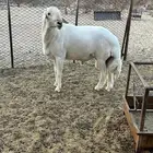 بيشه