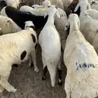 تم البيع