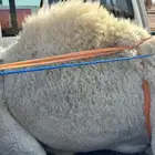 حاشي لبان يرضع حليب العمر ست شهور