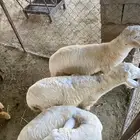 خرفان للبيع