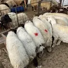 نعيم جبر ونعيم هرافي لبانيات وحريات ثلاجه ومناسبات
