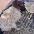 طلي طيب وسمين للبيع