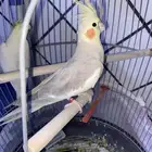 للبيع كروان انثى