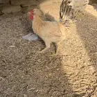 دجاج بولش وفرنسي وبلدي