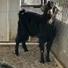 تيس فحل معزا