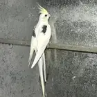 انثى كوكتيل هافي بايد كريمي فيس محلله