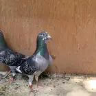 للبيع زاجل سباق