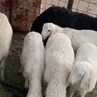 طليان