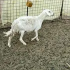 شاه حريه دافع واصل