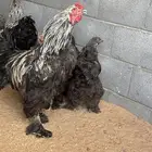 دجاج امريكي للبيع ودجاج بلدي للبيع