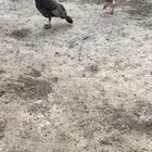 العشوه
