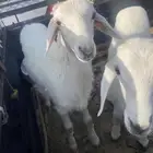 خرفان للبيع