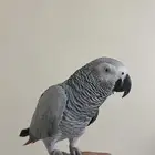 كاسكو ثلجي