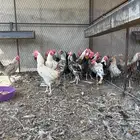 ديكة بلدي