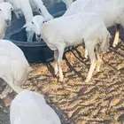 غنم رفد للبيع اشباب