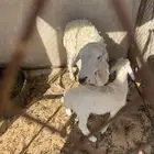 للبيع حريه مع بنتها