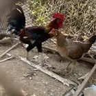 دجاج عربي للبيع