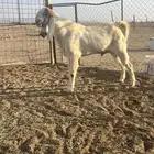 للبيع تيس طيب جباره وعضم