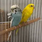 عصافير بادجي