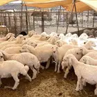 بهم طليان